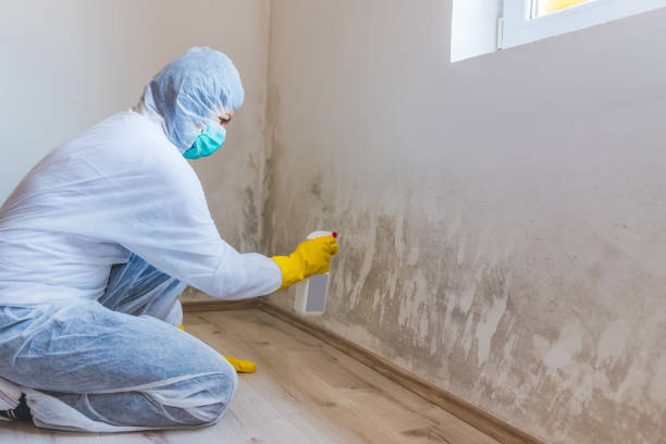 Licensed Basement Mold Removal service in Gwynn Oak, MD - WQB Mold Removal