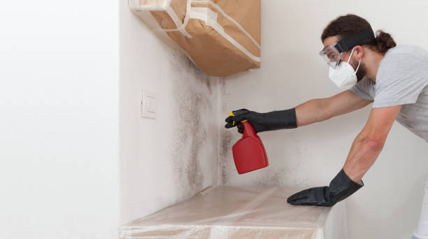 Professional Basement Mold Removal technician working in Gwynn Oak, MD
