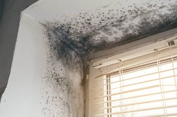 Affordable Basement Mold Removal solutions in Gwynn Oak, MD