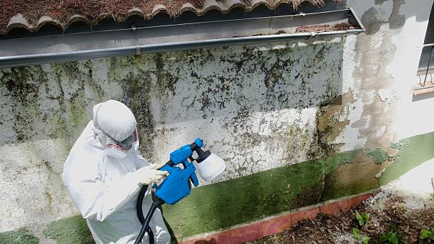 Top rated local Basement Mold Removal specialists in Gwynn Oak, MD